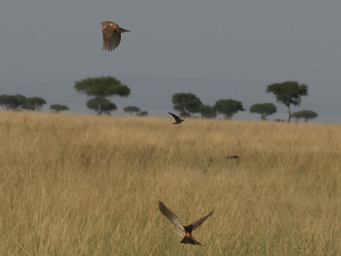 Kenya Rufous Sparrow - ML637915420