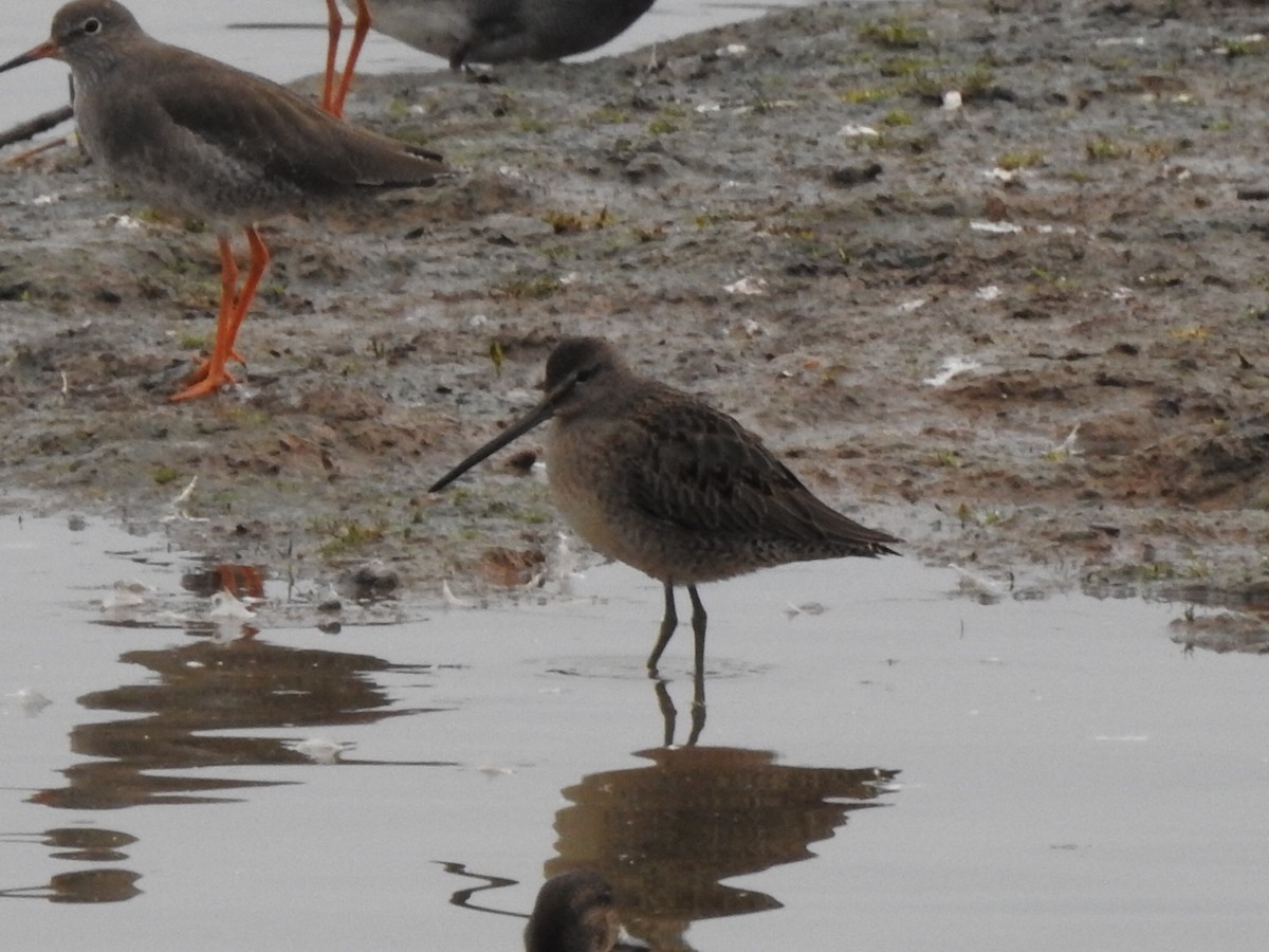 Long-billed Dowitcher - ML637915423