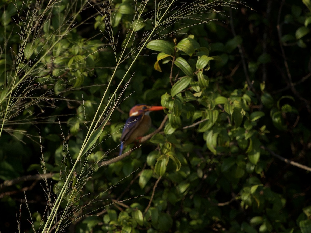 African Pygmy Kingfisher - ML637915435