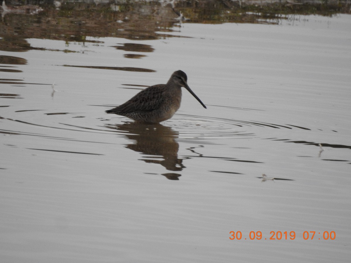 Long-billed Dowitcher - ML637915438