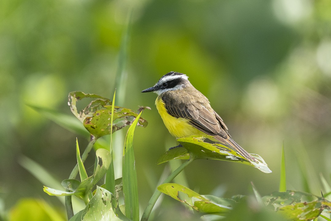 Lesser Kiskadee - ML637915453