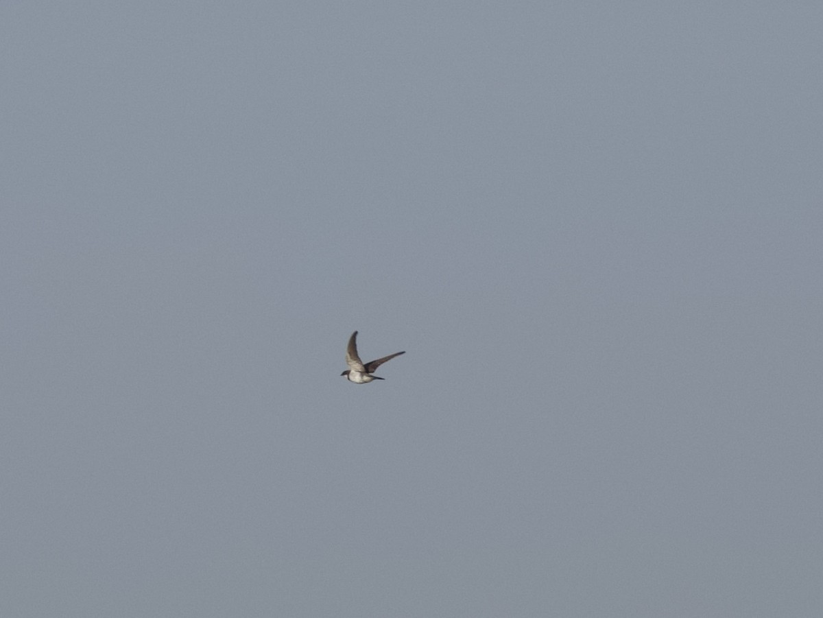 Banded Martin - ML637915457
