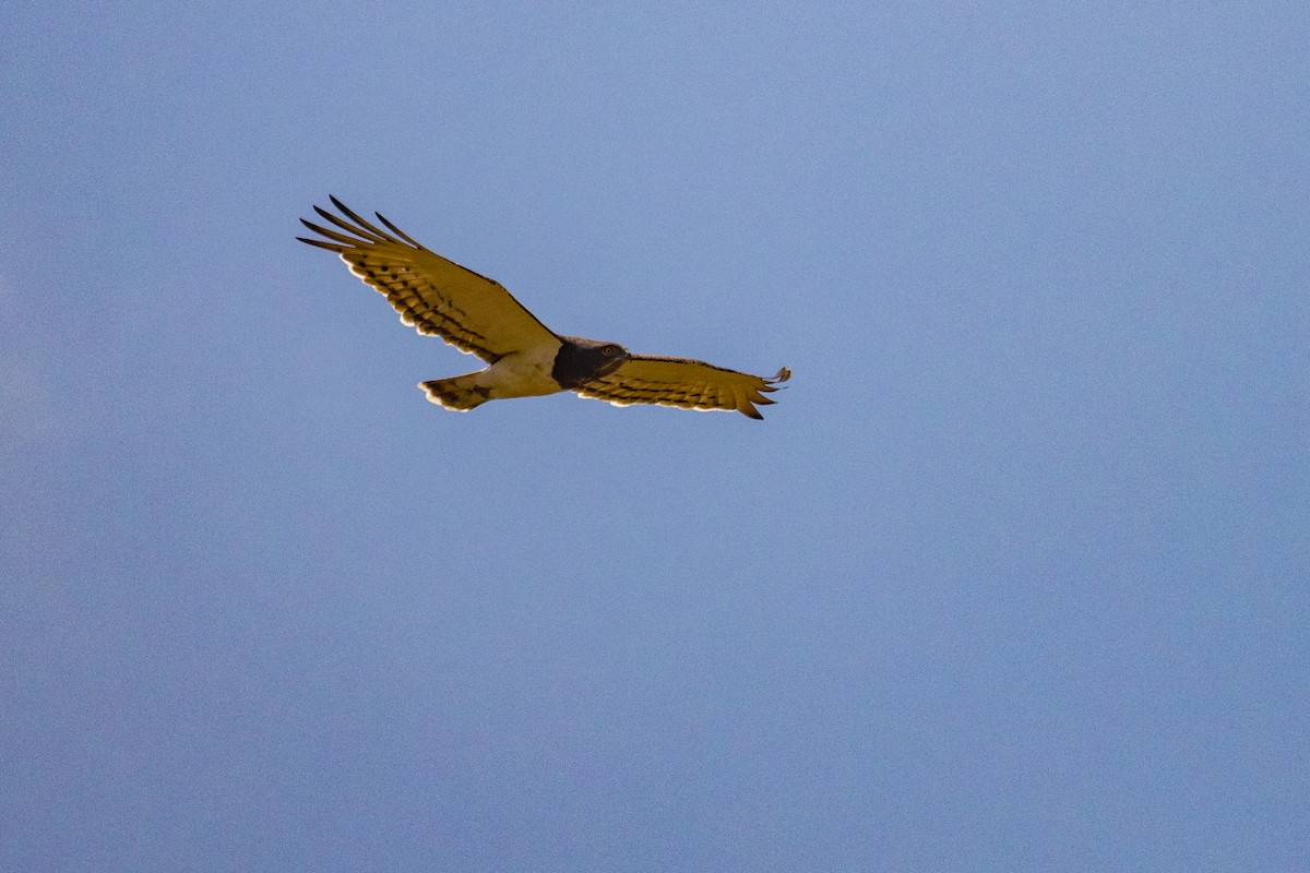 Black-chested Snake-Eagle - ML637915464
