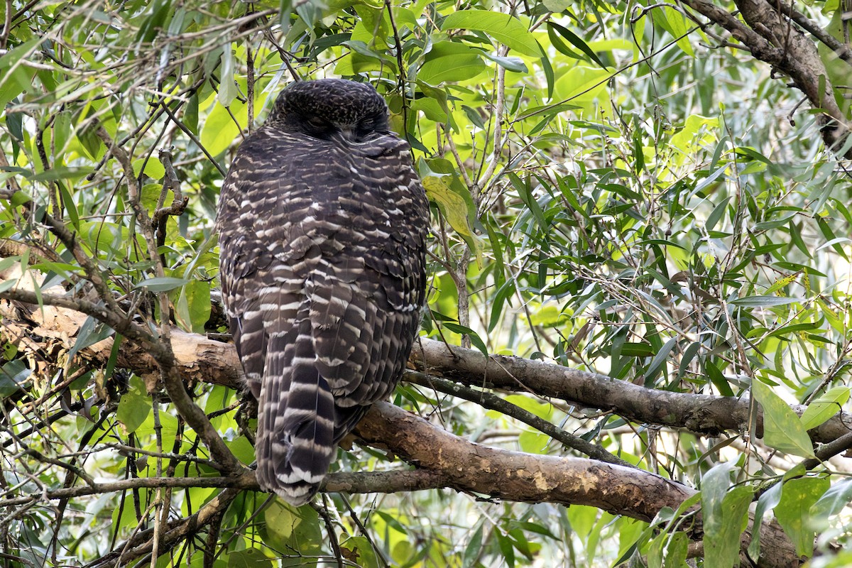 Powerful Owl - ML637915469