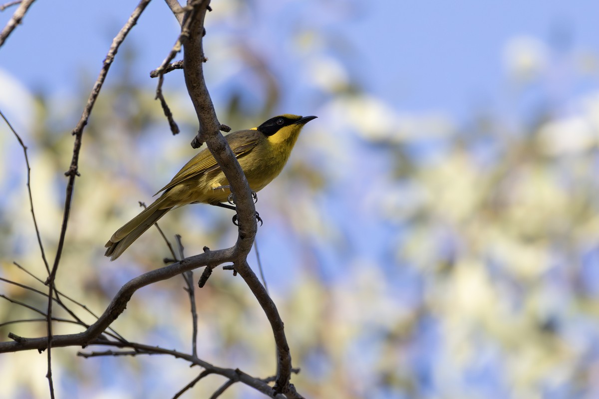 Yellow-tufted Honeyeater - ML637915478