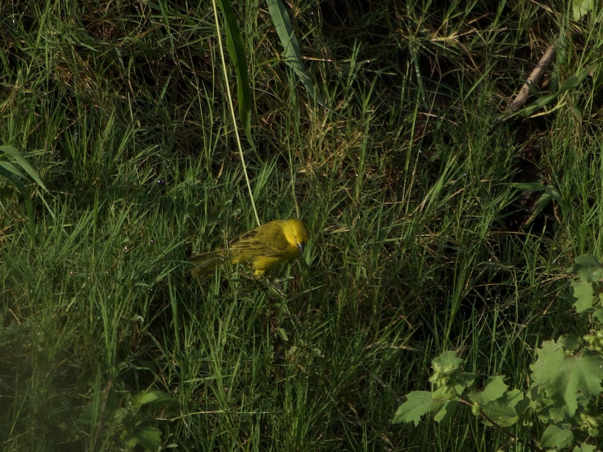Holub's Golden-Weaver - ML637915491