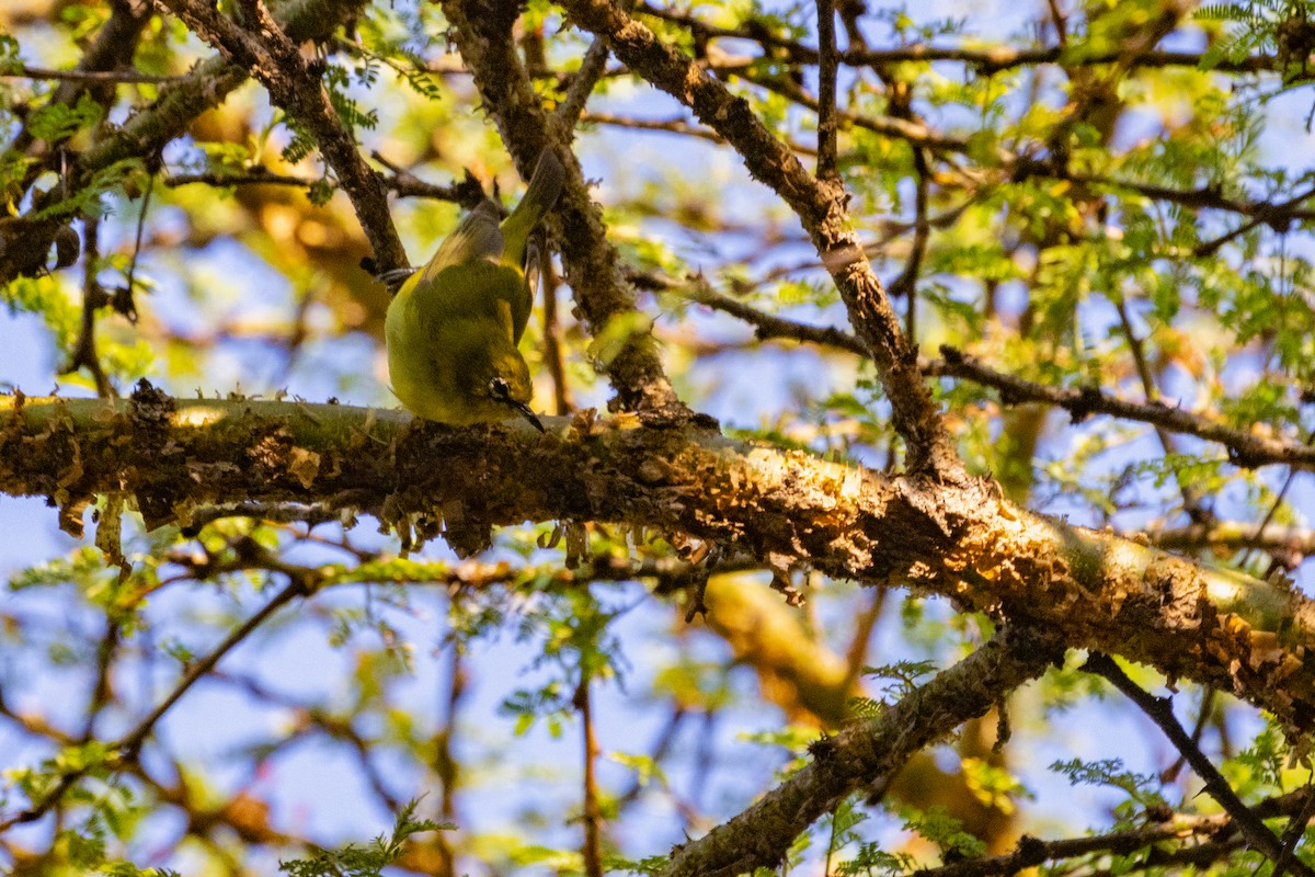 Northern Yellow White-eye - ML637915504