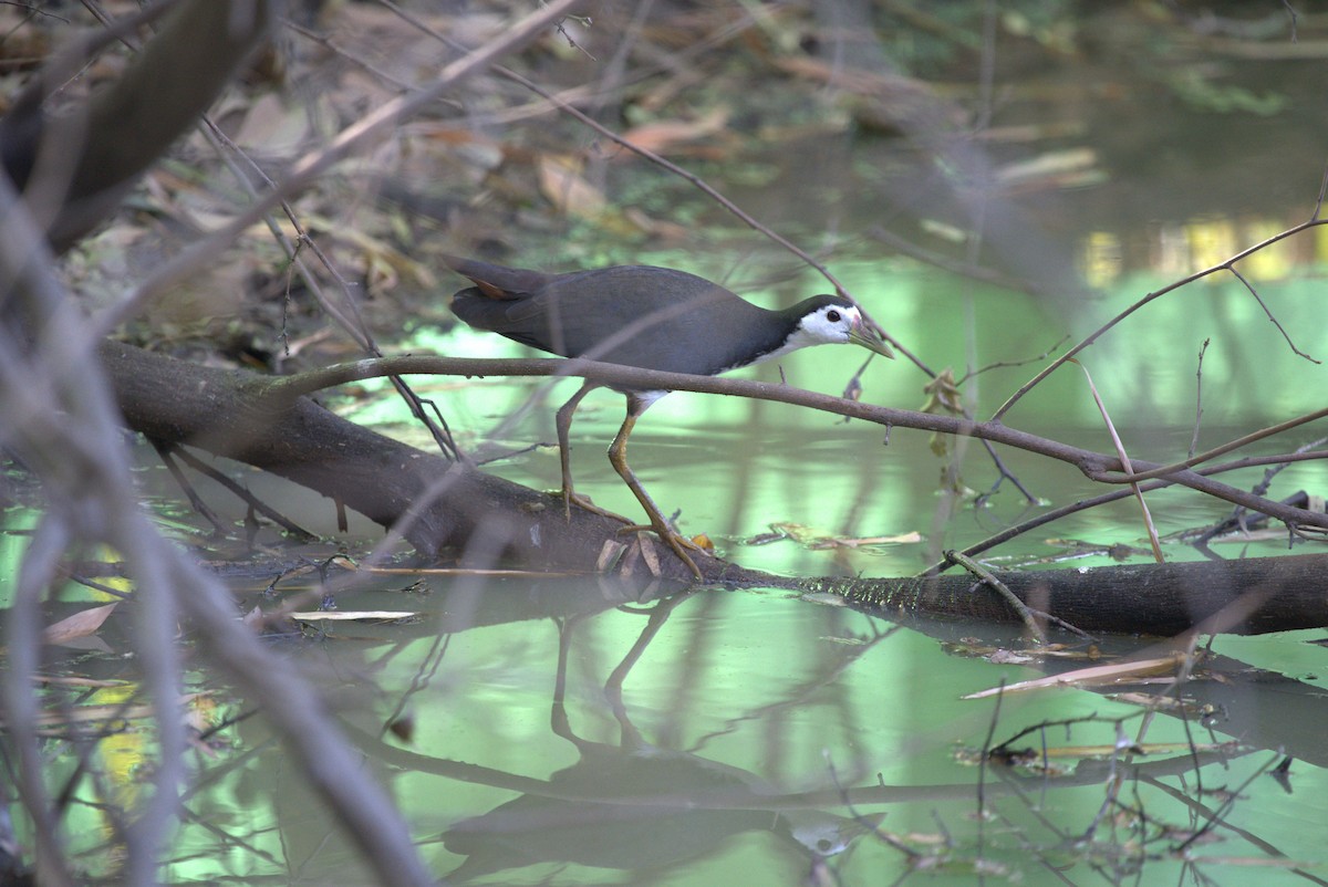 White-breasted Waterhen - ML637915511