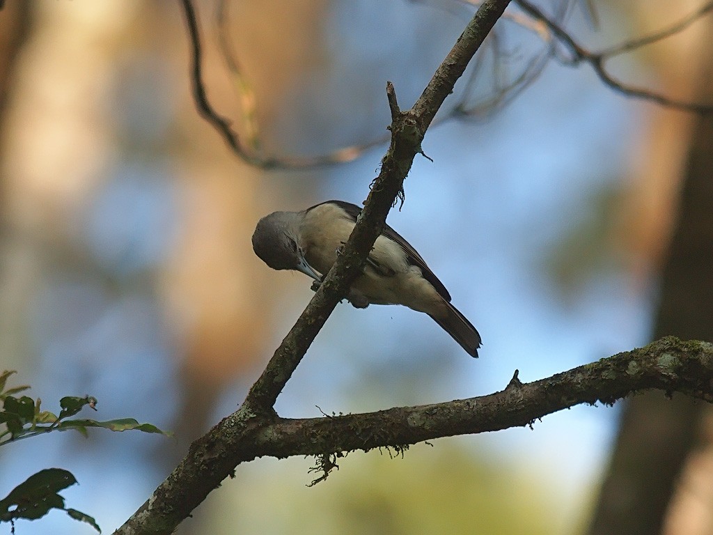 White-headed Vanga - ML637915518
