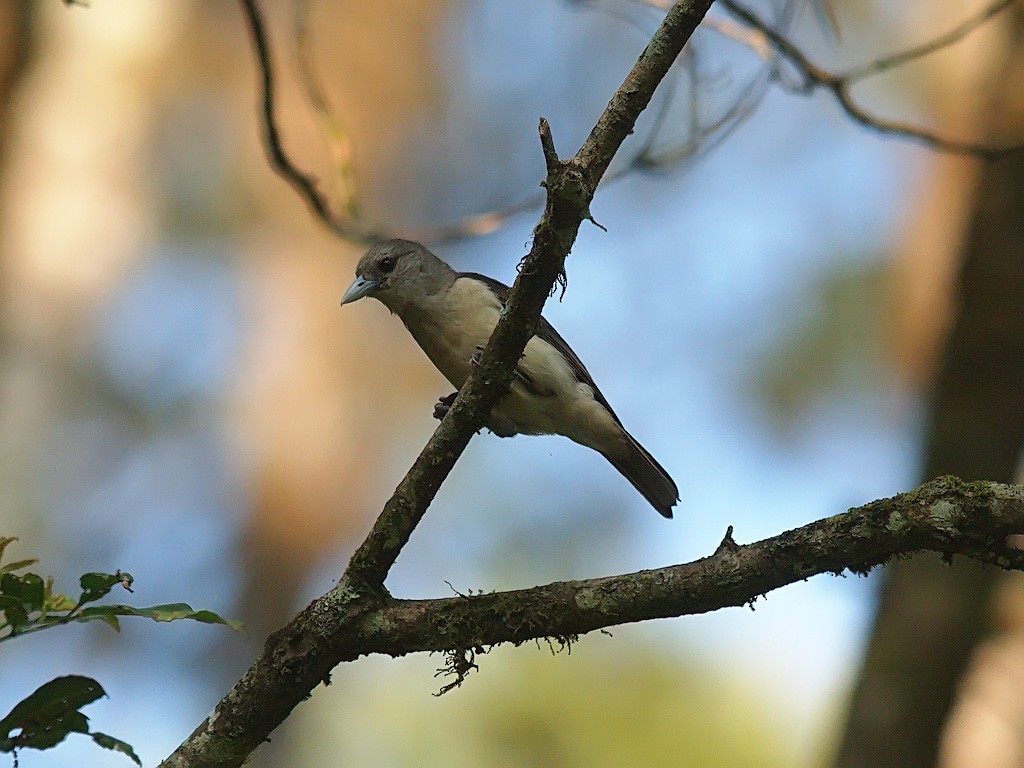 White-headed Vanga - ML637915519