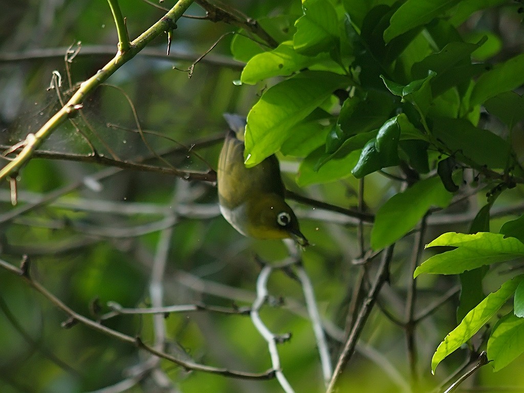 Malagasy White-eye - ML637915523