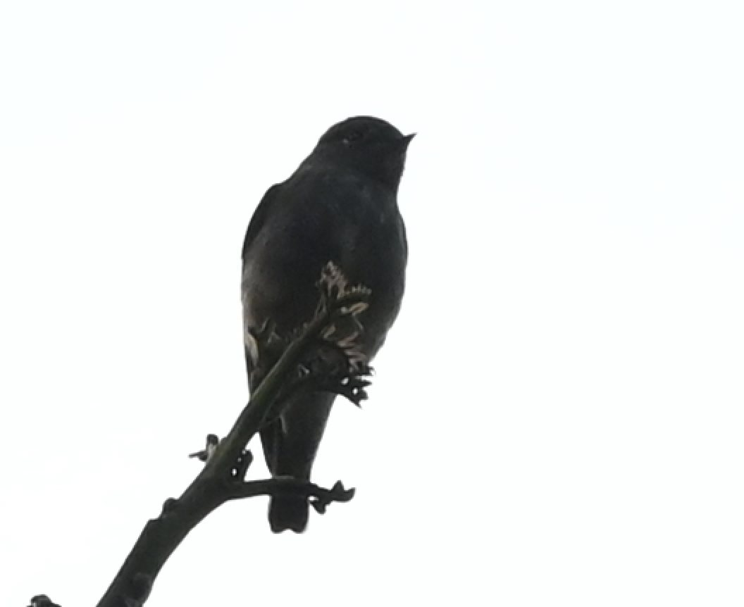 Dark-sided Flycatcher - ML637915525