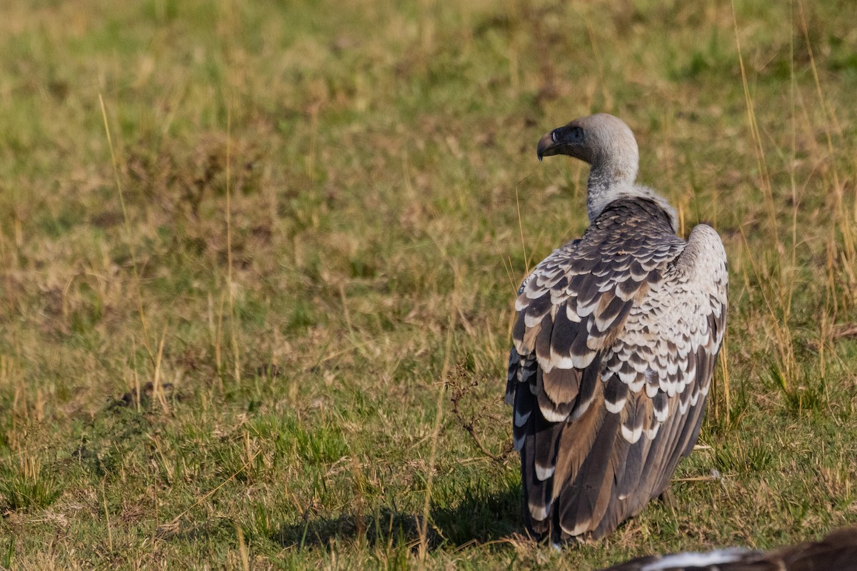 Rüppell's Griffon - ML637915545