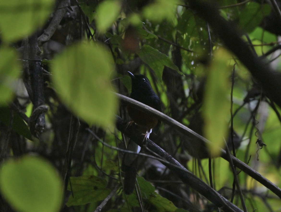 White-rumped Shama - ML637915549
