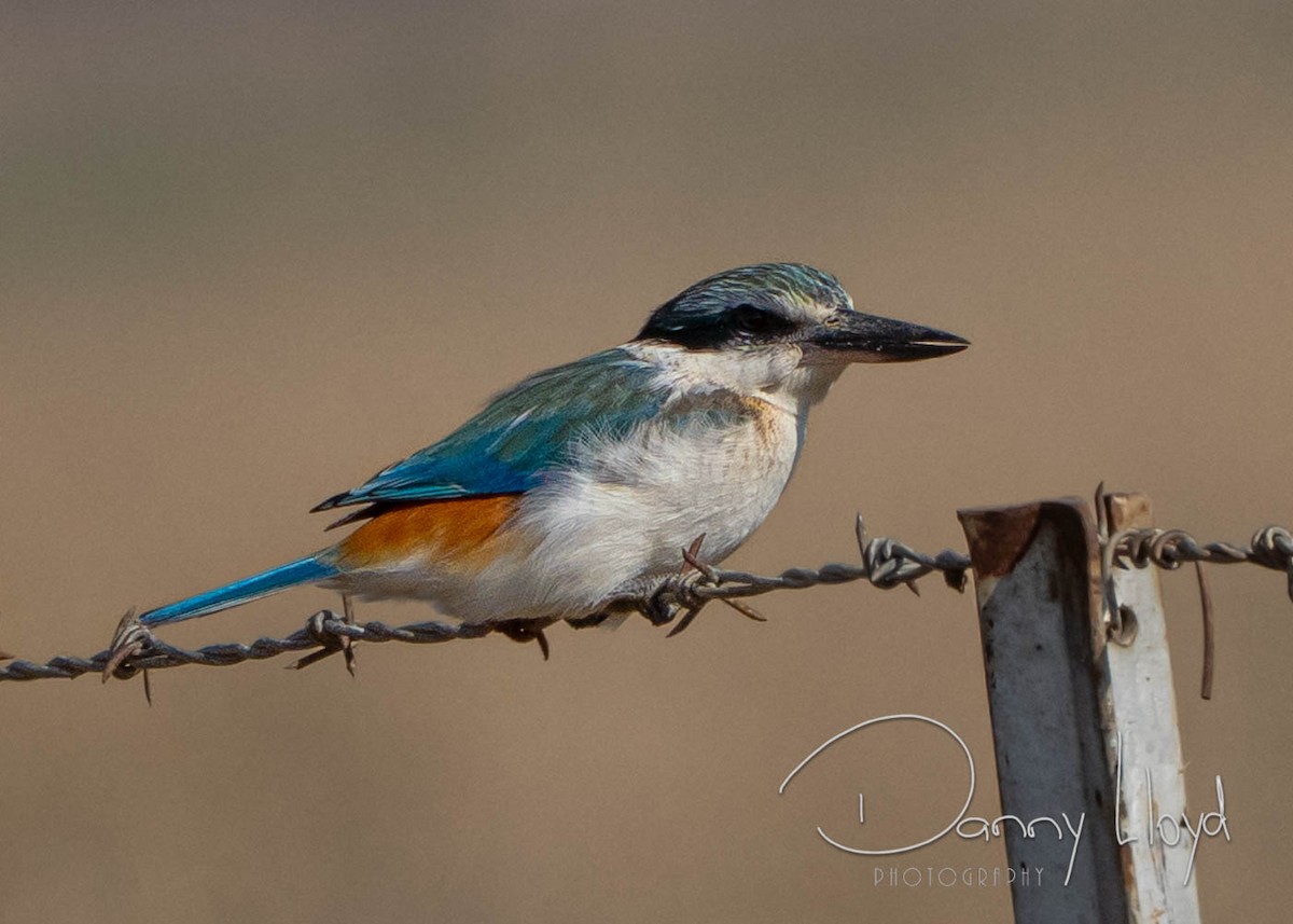 Red-backed Kingfisher - ML637915597