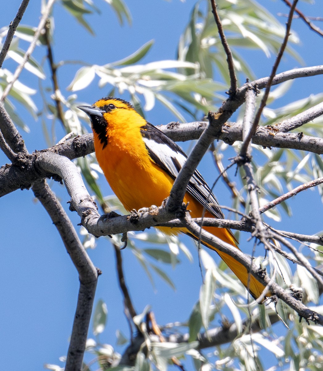 Bullock's Oriole - ML637915609