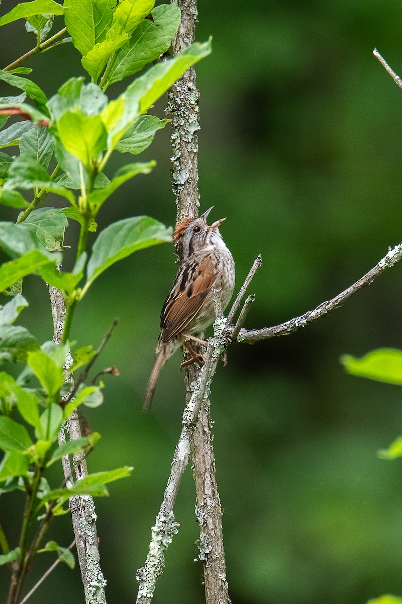 Swamp Sparrow - ML637915625