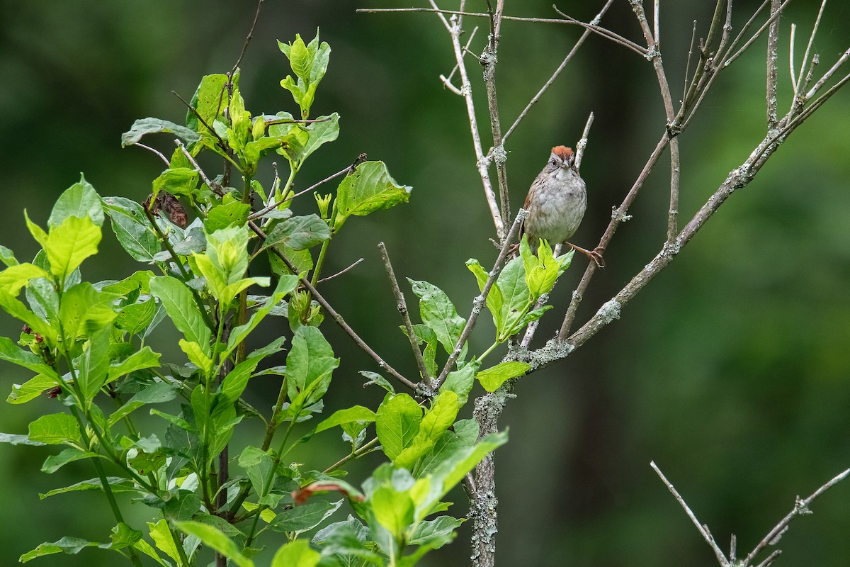 Swamp Sparrow - ML637915626