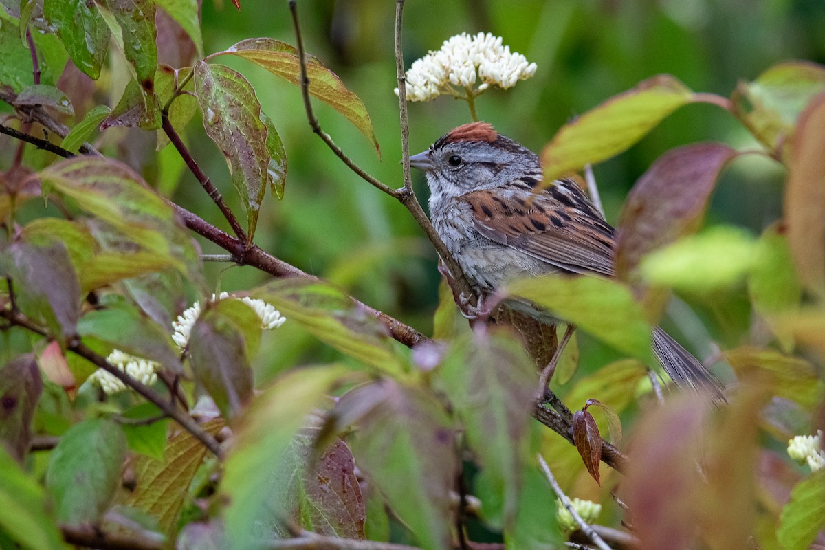 Swamp Sparrow - ML637915630