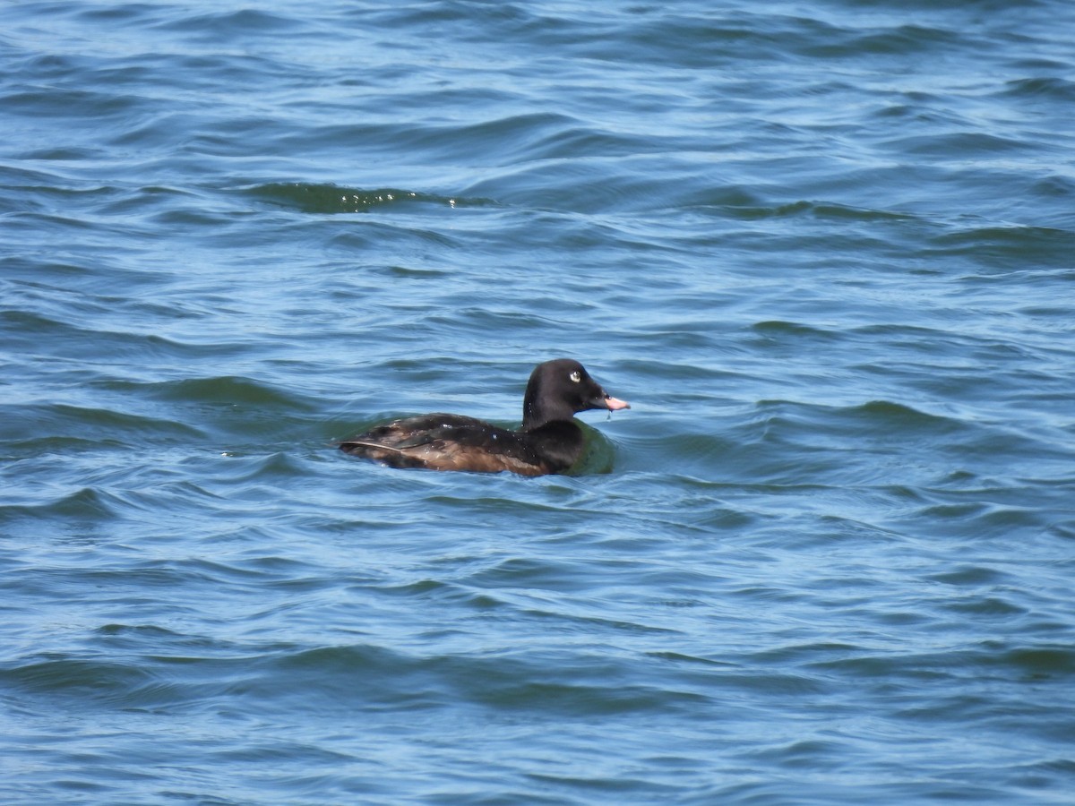 White-winged Scoter - ML637915641