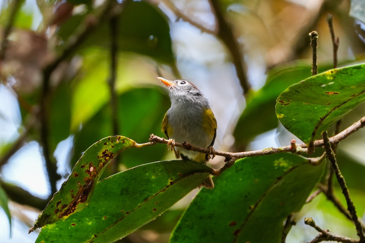 Chestnut-crowned Warbler - ML637915671