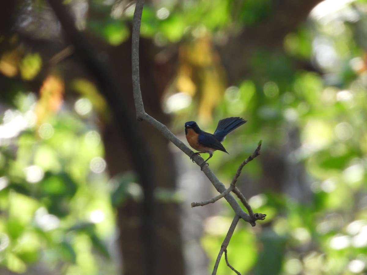 Tickell's Blue Flycatcher - ML637915696