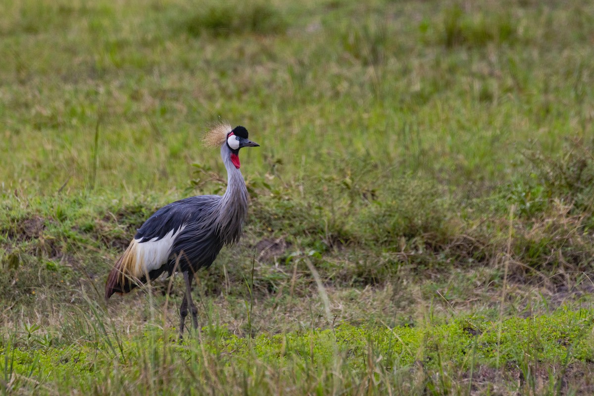 Gray Crowned-Crane - ML637915711