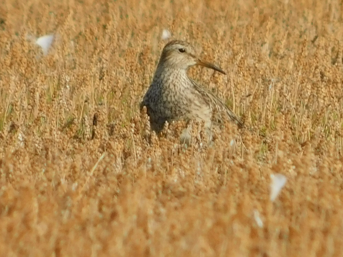 Pectoral Sandpiper - ML637915715