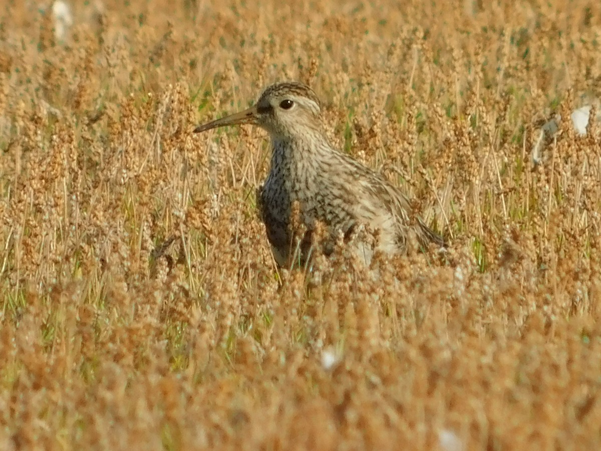 Pectoral Sandpiper - ML637915720