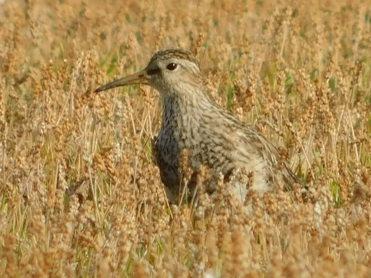 Pectoral Sandpiper - ML637915721