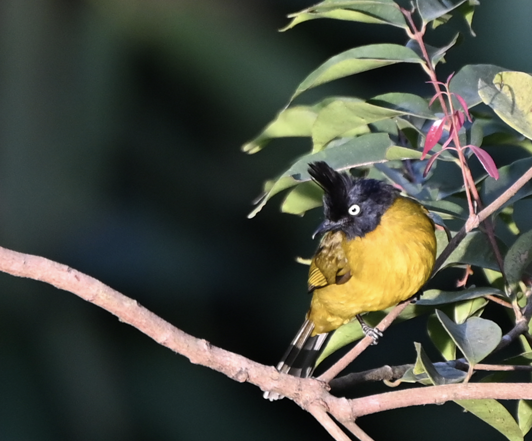 Bulbul à huppe noire - ML637915761