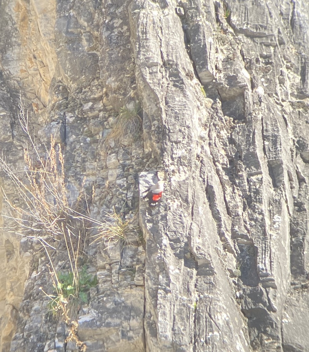 Wallcreeper - ML637915773
