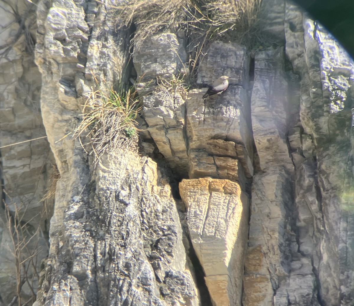 Wallcreeper - ML637915778