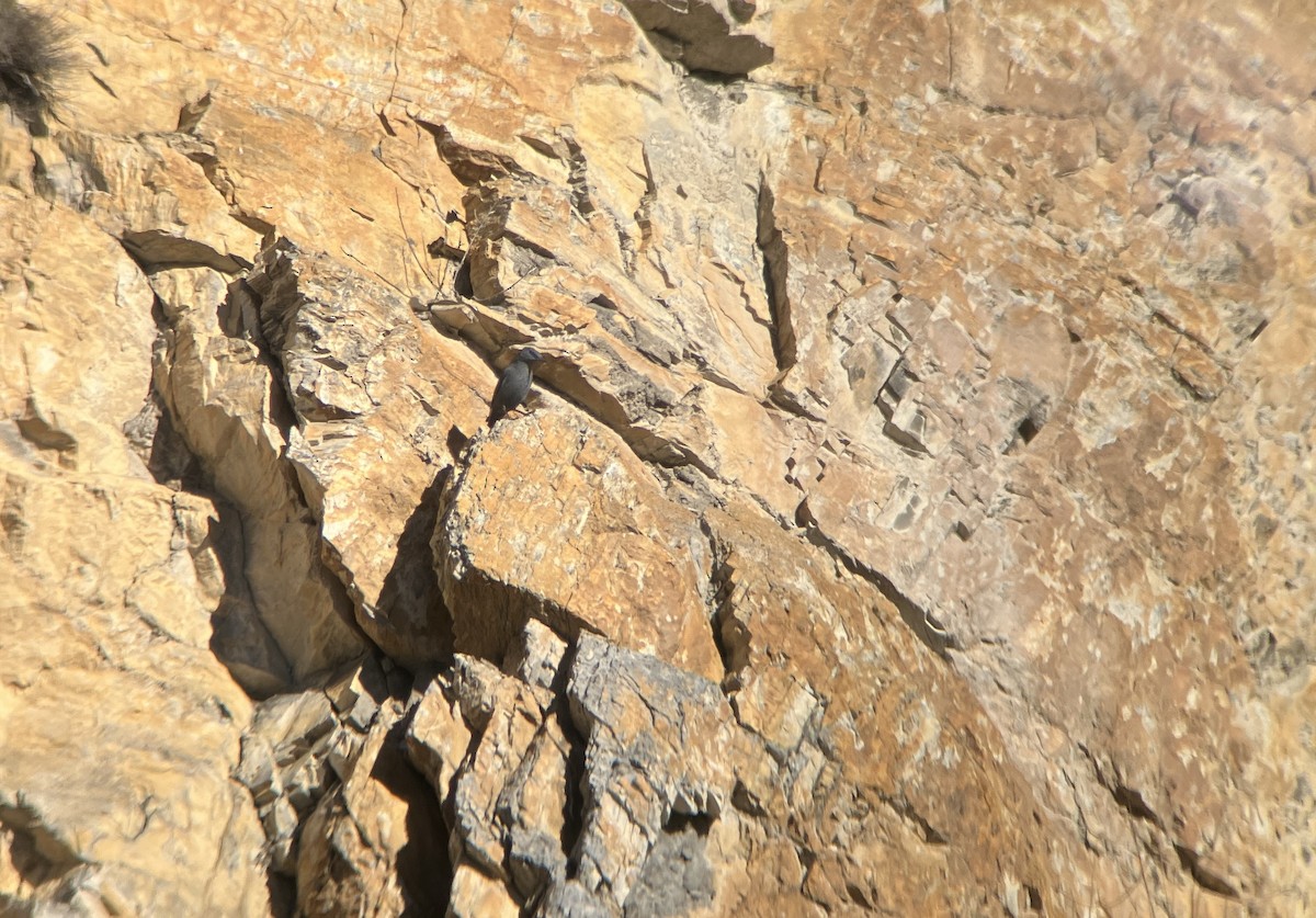 Blue Rock-Thrush - ML637915780