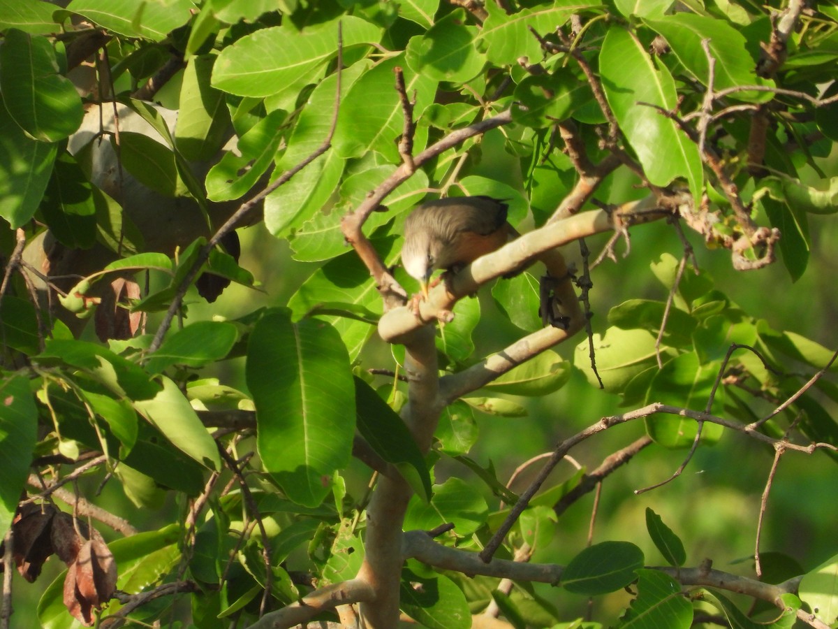 Chestnut-tailed Starling - ML637915805