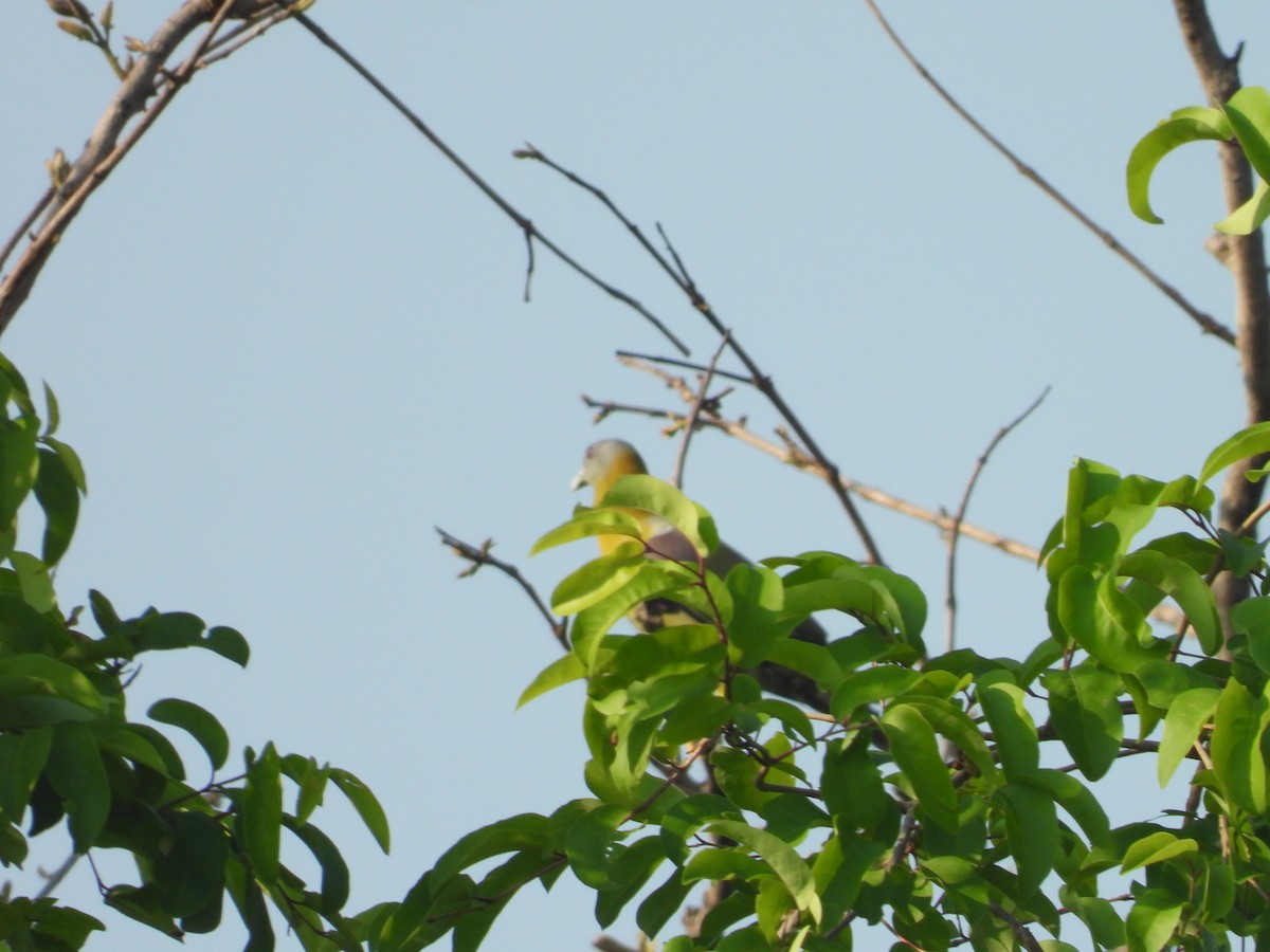 Yellow-footed Green-Pigeon - ML637915827