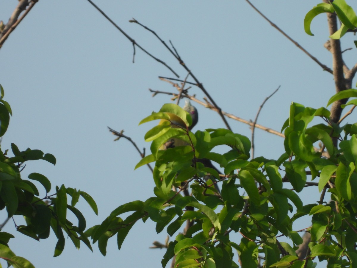Yellow-footed Green-Pigeon - ML637915828