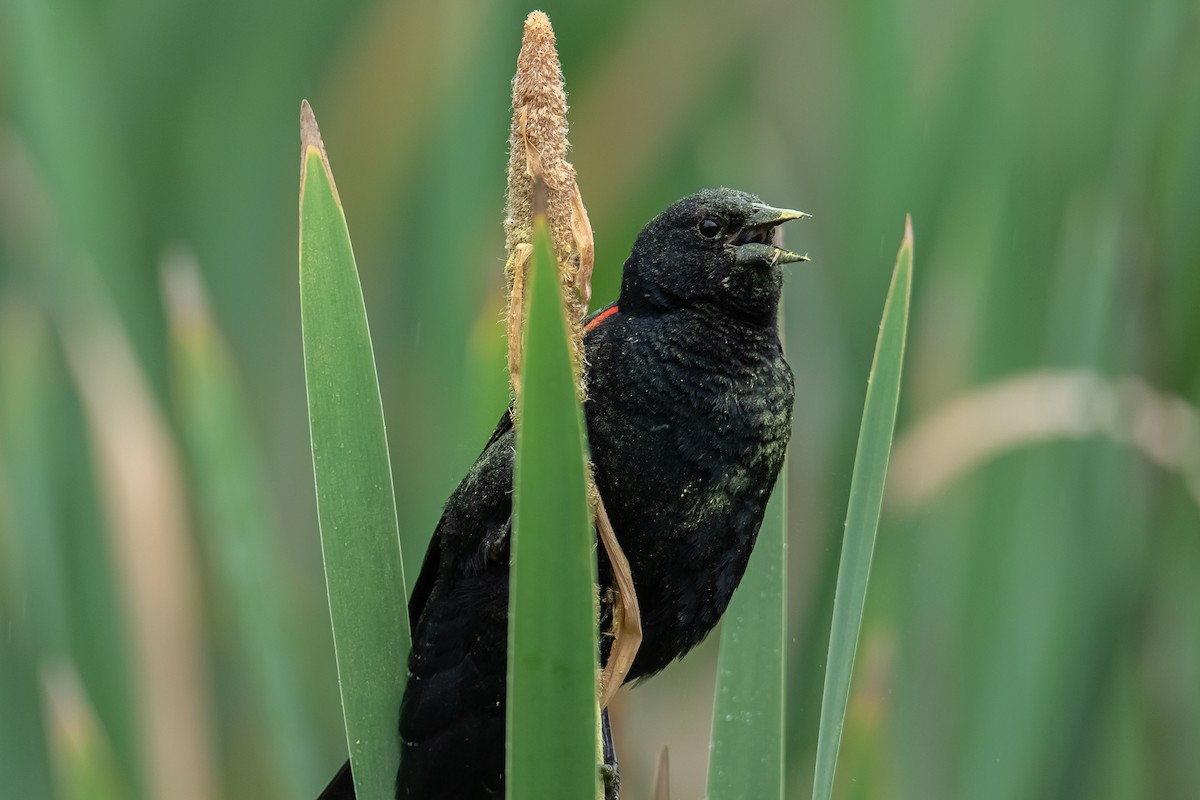 Red-winged Blackbird - ML637915845
