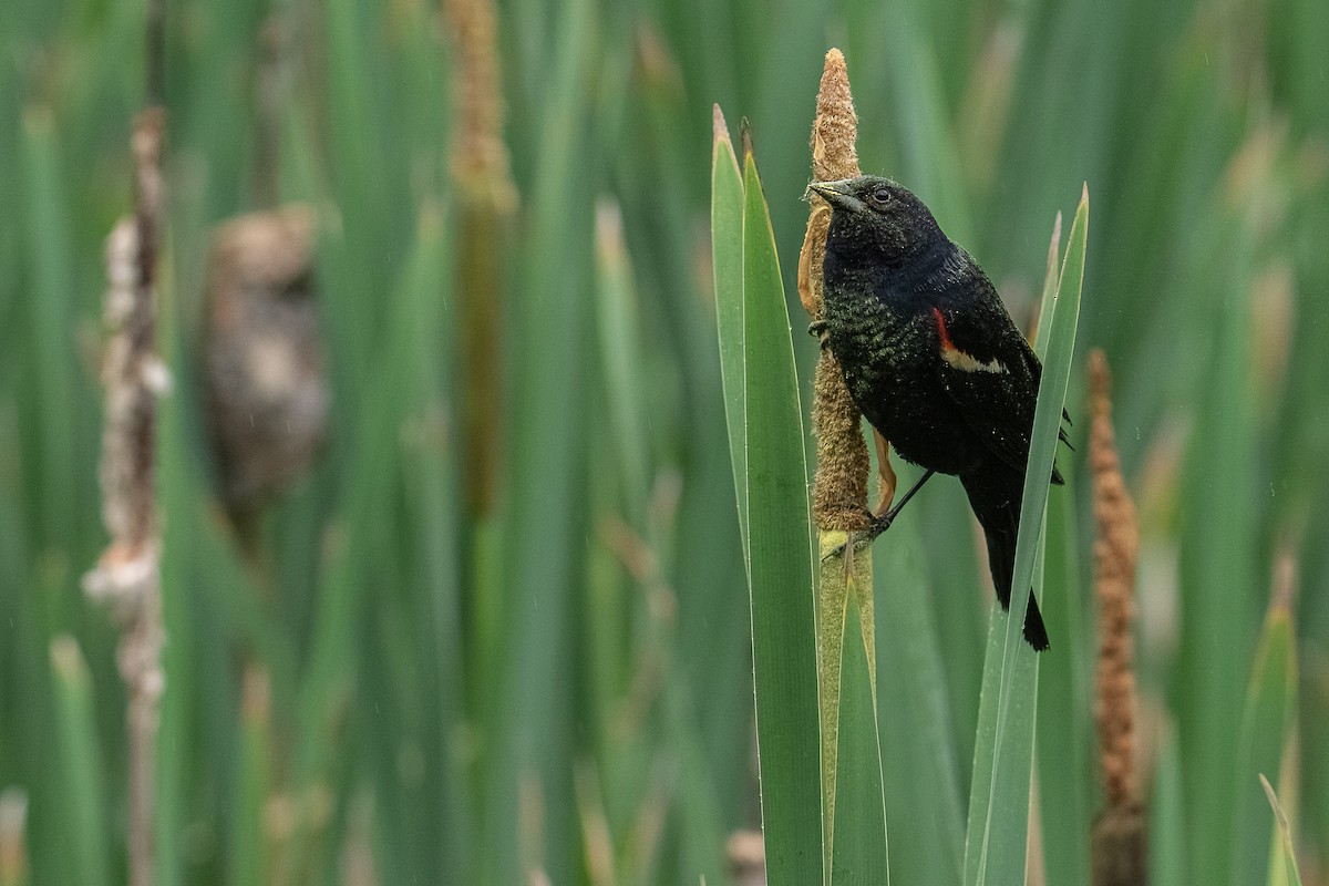 Red-winged Blackbird - ML637915848