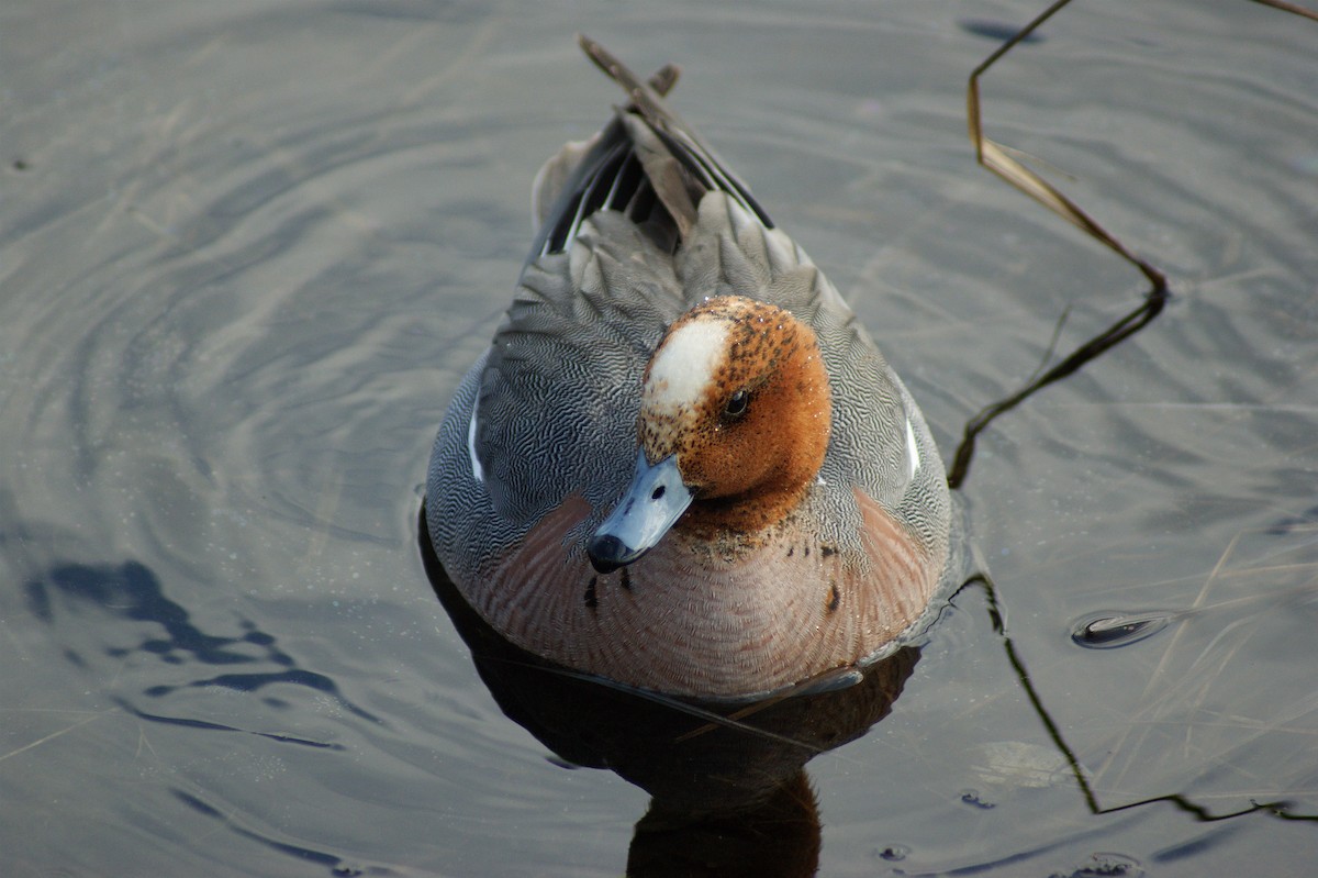 Eurasian Wigeon - ML637915876