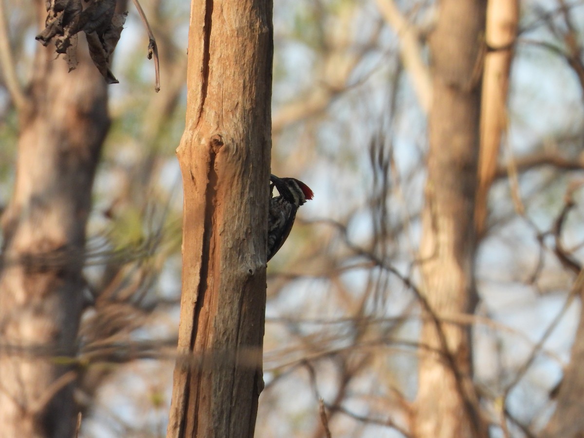 Black-rumped Flameback - ML637915879