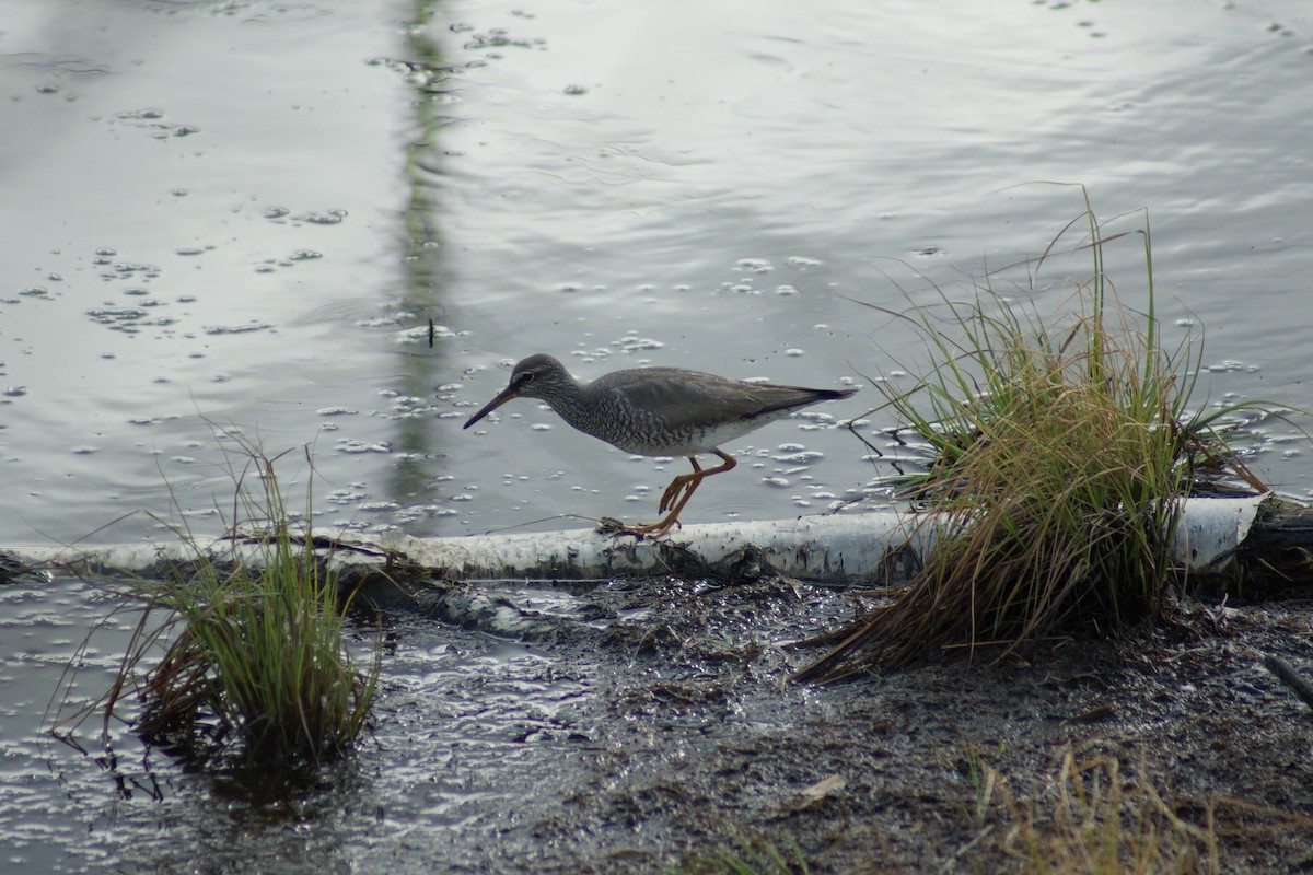 Gray-tailed Tattler - ML637915880