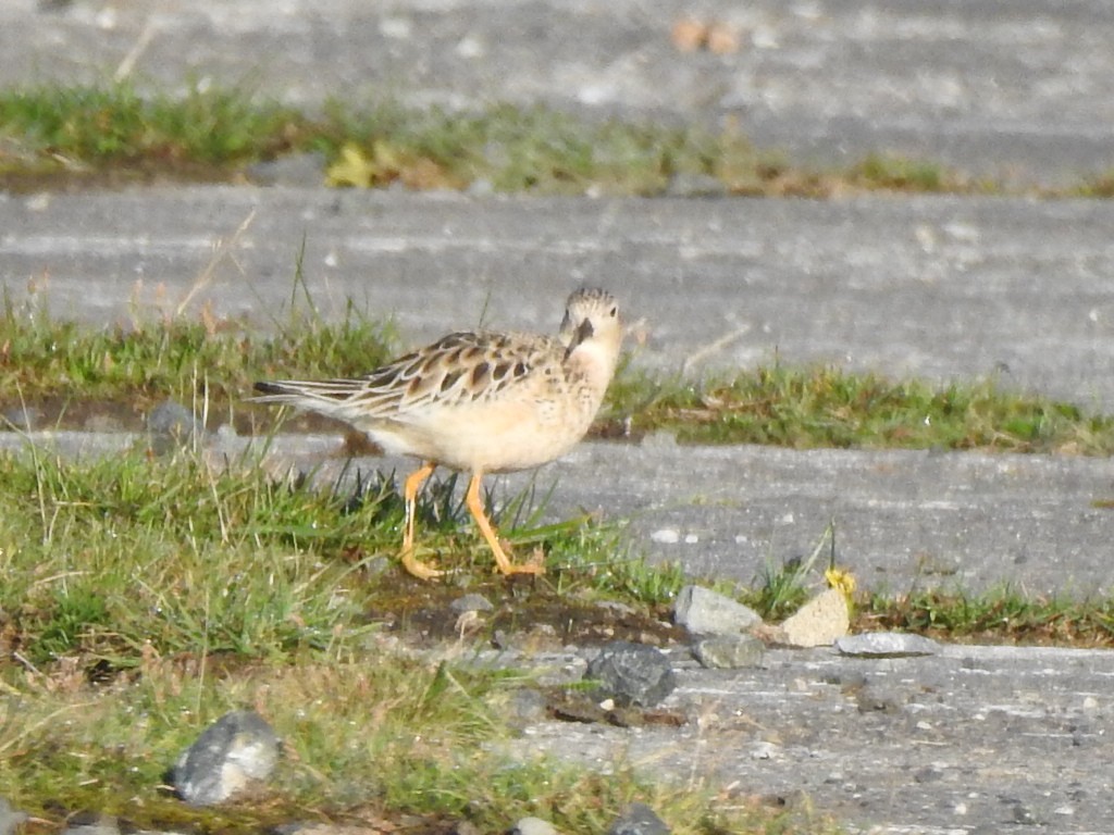 Buff-breasted Sandpiper - ML637915882