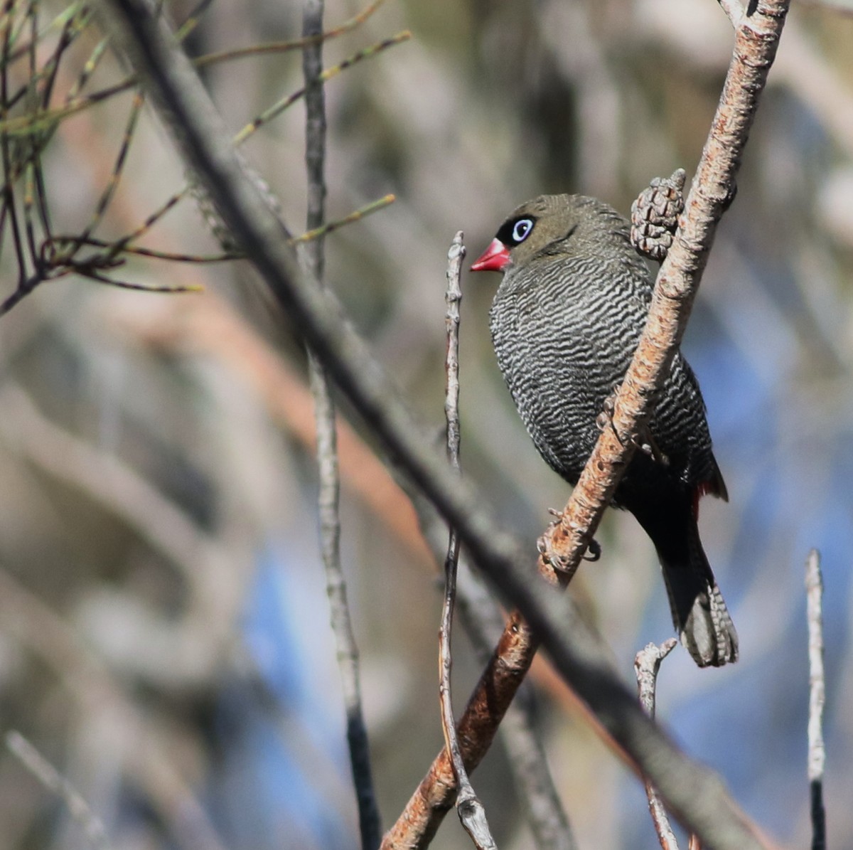 Beautiful Firetail - ML637915894