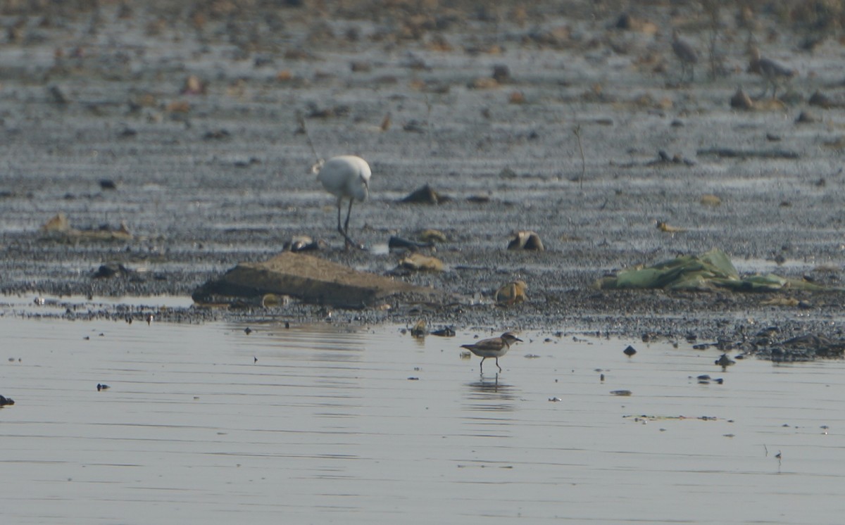 Javan Plover - ML637915899