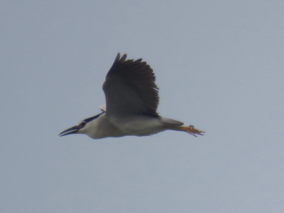 夜鷺(nycticorax) - ML637915930