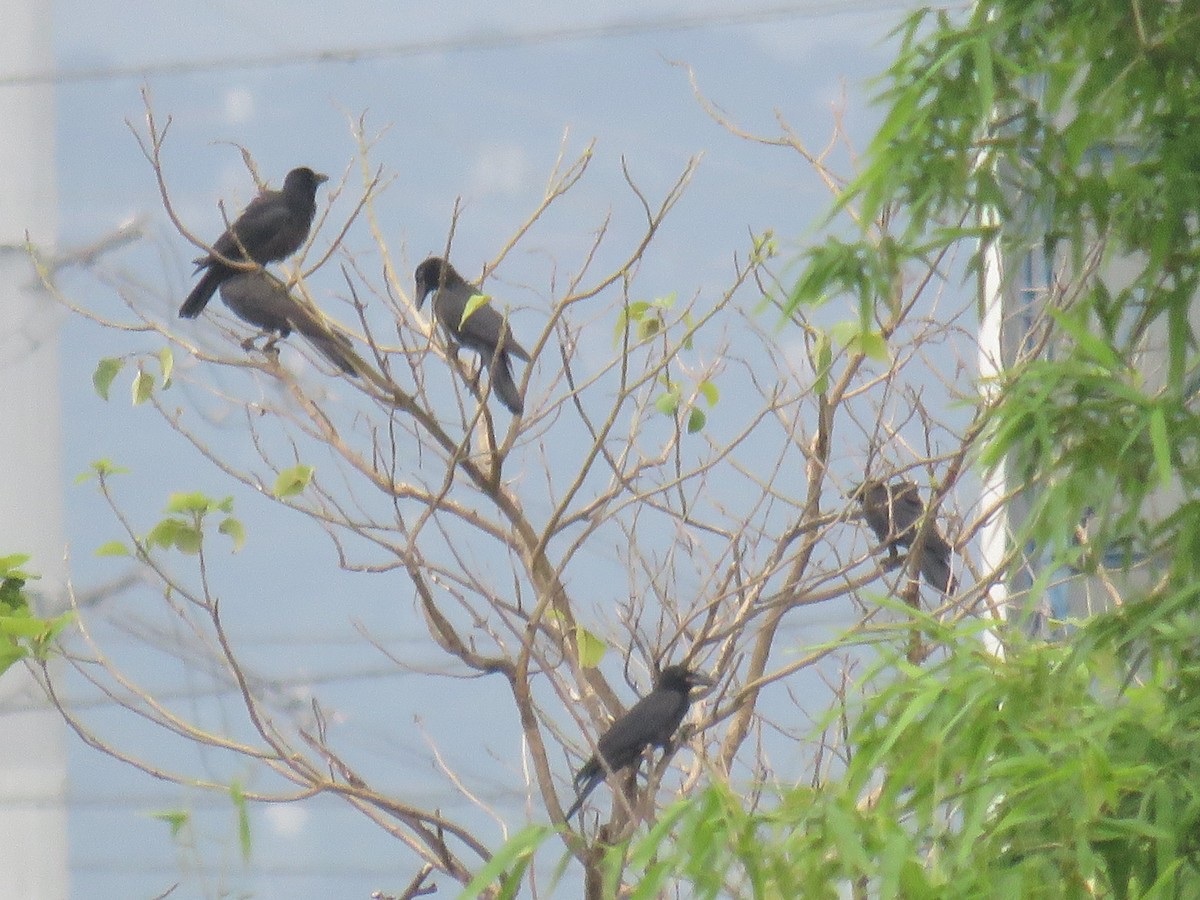Philippine Jungle Crow - ML637915938