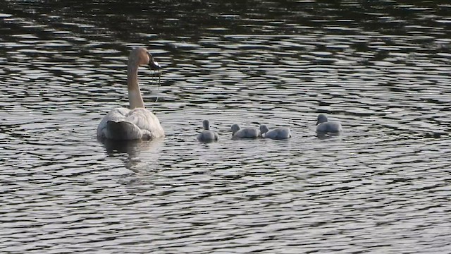 Trumpeter Swan - ML637915940