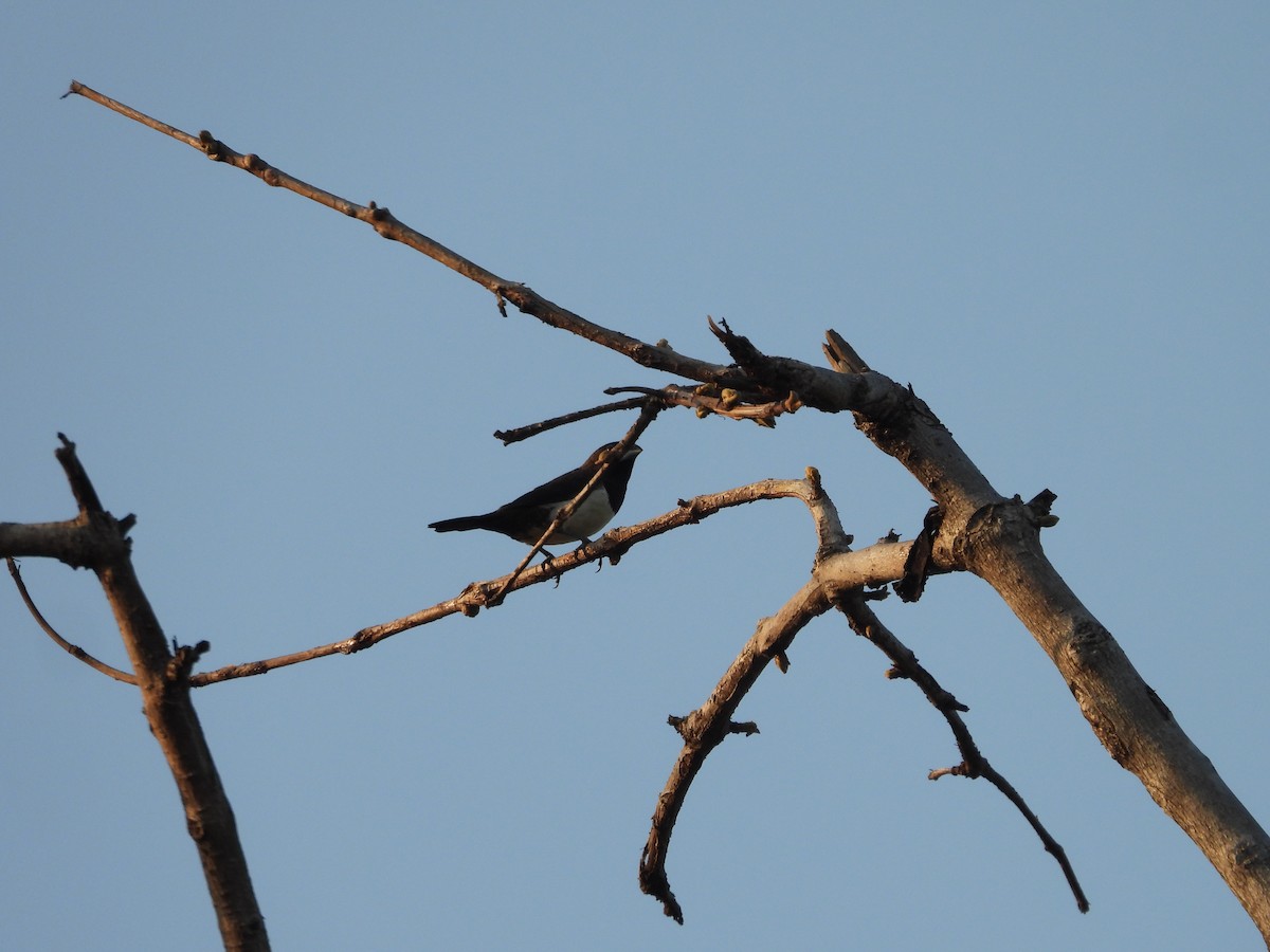 White-rumped Munia - ML637915944