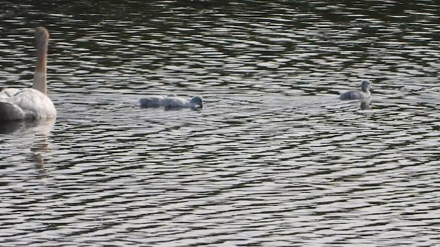 Trumpeter Swan - ML637915961